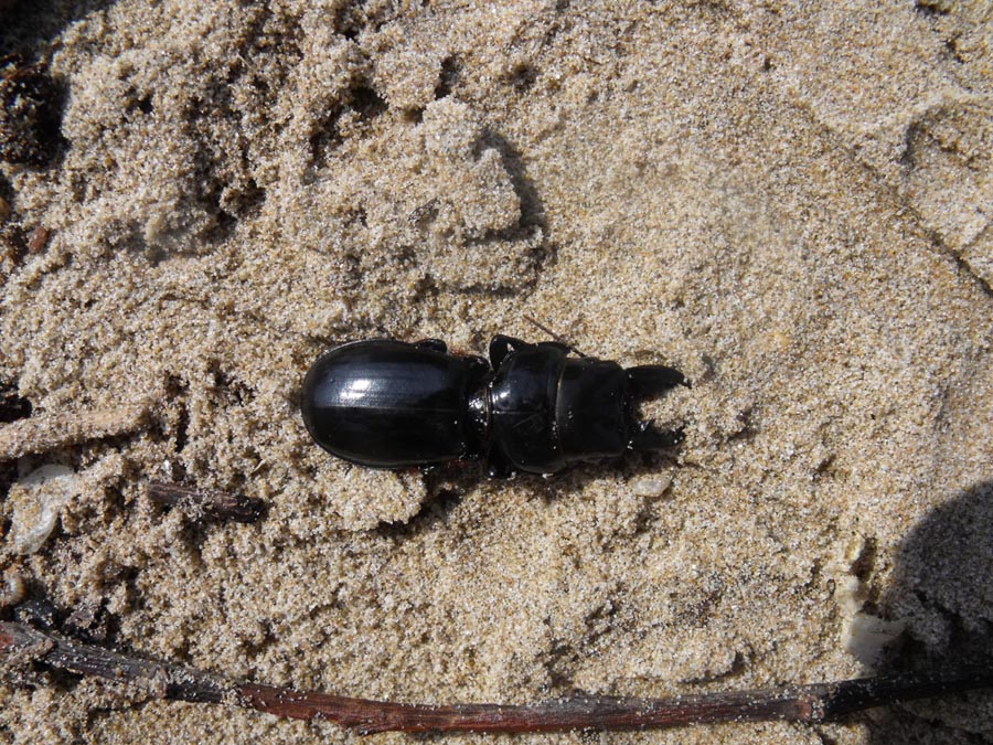 Scarites buparius